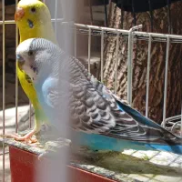 جفت مرغ عشق