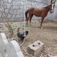 فروش ویاندوت  سیلور مقطوع