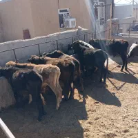 گوساله محلی برای پروار درجه یک|حیوانات مزرعه|کوهدشت, |دیوار