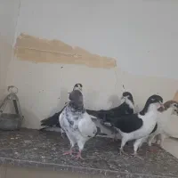 کفتر|پرنده|مشهد, محمدآباد|دیوار