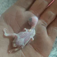 با سلام یک جفت مرغ عشق مفت|پرنده|زرند, |دیوار