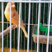 قناری نر جوان