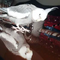 عروس هلندی نر و ماده