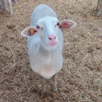 فروش دامداری