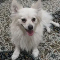 سگ پامر روباهی