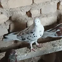 کفتر خوب|پرنده|قم, آزادگان|دیوار