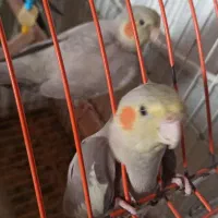 جوجه عروس هلندی فوق العاده رام