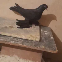 فروشی|پرنده|اهر, |دیوار