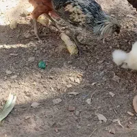 مرغ زینتی 5 ماهه