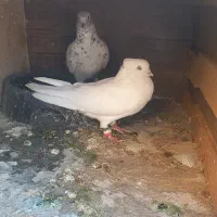 کبوتر|پرنده|دهلران, |دیوار