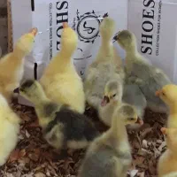 قوغاز‌اصل‌اوکراینی آفریقای‌لیندا
