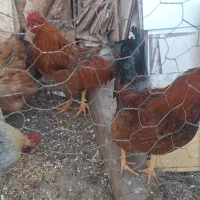 ۶عدد خروس فروشی