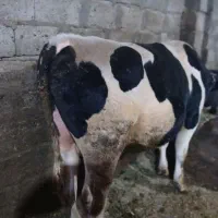 فروش گوساله نر ویژه کشتار|حیوانات مزرعه|شادیان, |دیوار