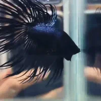 فایتر کرونتیل کینگ دارک