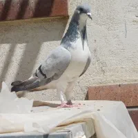 بد رنگ،خوشرنگ