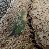 طوطی برزیلی