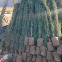 نهال|خدمات باغبانی و درختکاری|تربت‌حیدریه, پائین ولایت|دیوار