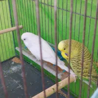 مرغ عشق انگلیسی|پرنده|سوسنگرد, |دیوار