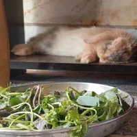 خرگوش گمشده