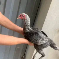 مرغ لاری|حیوانات مزرعه|نکا, |دیوار