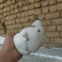کفتر|پرنده|قم, نیروگاه|دیوار