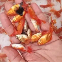 ماهی قرمز عید