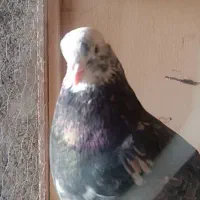 کبوتر سرور|پرنده|ورامین, خیر آباد|دیوار