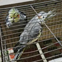 کوی علی اباد