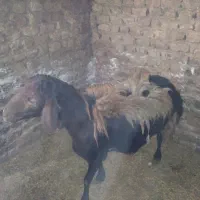 فروش میش همو هترو