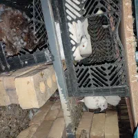 کفتر  روی جوجه هست سفید کله چکشی مسافتی دور