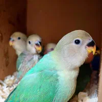 جوجه کوتوله برزیلی چلوندنی