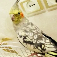 عروس هلندی سخنگو