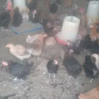 مرغ تخمی نژاد دار