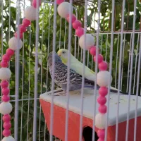 یک جفت مرغ عشق (نر و ماده) سالم و سرحال