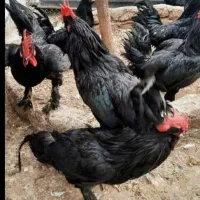 مرغ قربانی کشتارروز