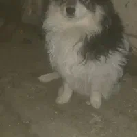 سگ پامر نر|سگ|مشهد, چهارچشمه|دیوار