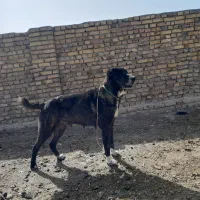 سگ ماده گله ای