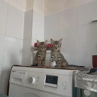 واگذاری رایگان|گربه|ارومیه, |دیوار