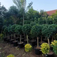 گل وگیاه یاس پیوندی