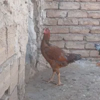 مرغ لاری|حیوانات مزرعه|رباط‌کریم, شترخوار|دیوار