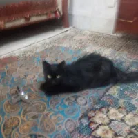 گربه سیاه پیدا شده|گربه|کرمان, |دیوار