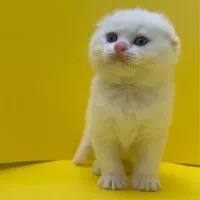 اسکاتیش صورت خرسی بسیار خاص