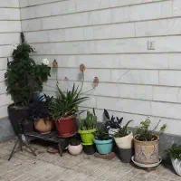 ۵۰ متر زیر همکف خانی آباد نو روبروی درب دانشگاه