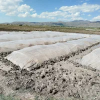 دسته کارگر برای کاشت چلتوک برنج دارم