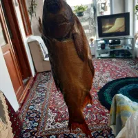 ماهی دودی بیگت|ماهی|بندر انزلی, سوسر|دیوار