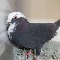 طوقی ماده شیخی نر قرمز نر سیاه ماده