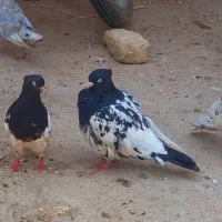 کبوتر|پرنده|اهواز, الهائی|دیوار