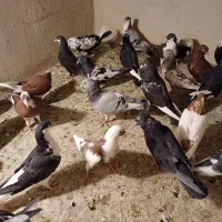 فروش کبوتر توافقی