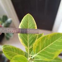 فیکوس ابلق با گلدان سفید|گل و گیاه طبیعی|شاهینشهر, نسیم ۵|دیوار