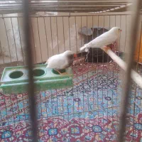 یک جفت فنچ خوش رنگ وبا قفس وبا وسایل توی قفس مفت